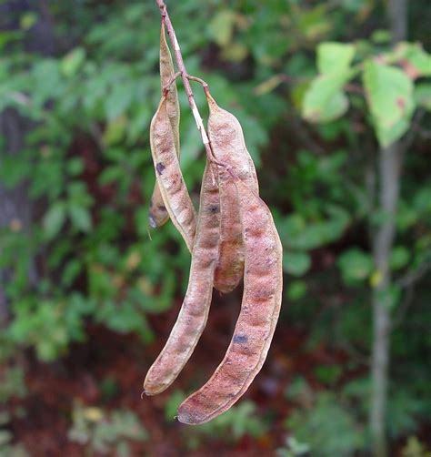 Yalancı Akasya Ağacı Robinia Pseudoacacia Bessoniana Fidanı Fiyatları