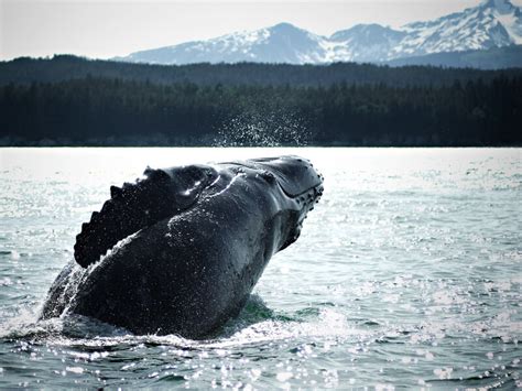 Alaska S Whales Glaciers Rainforest Trails Gastineau Guiding