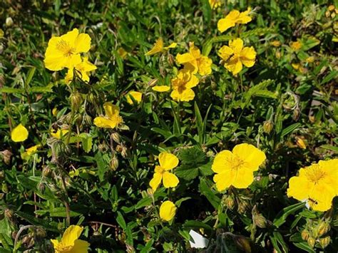 Helianthemum Nummularium Die Staudengärtnerei Der Staudenshop 3