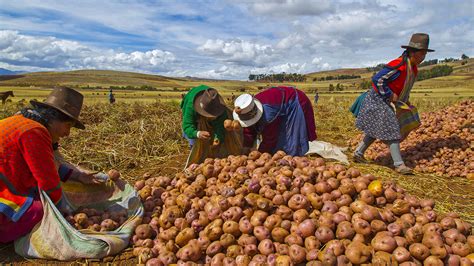 Incas Food And Farming