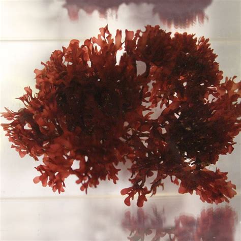 Red Gracilaria Macroalgae