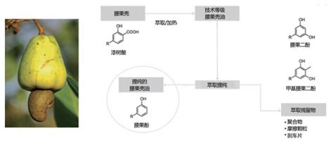 腰果酚——一种环保的异氰酸酯的封闭剂荣格工业资源网