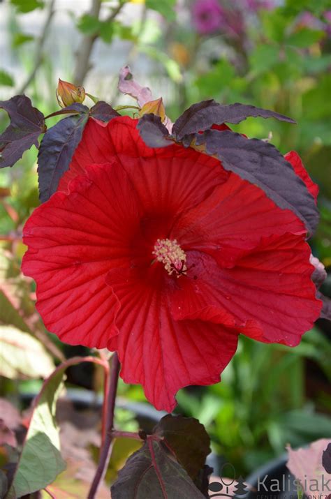 Hibiscus Summerific Evening Rose Hibiskus Bagienny