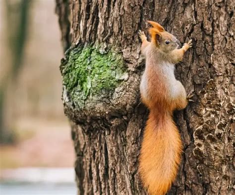 Crotte de souris comment s en débarrasser efficacement Nuisibles