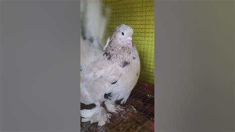 Best American Fentel Nd Telmark Pigeon Breeding Pair All Color Import