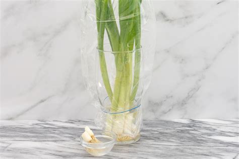 Discover Three Ways You Can Store Green Onions To Keep Them Fresh