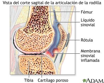 Calculadora Apariencia Ataque Articulacion Definicion Anatomia Empieza