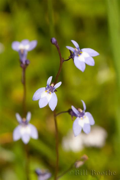 Bay Lobelia Wildflowers Nature In Focus