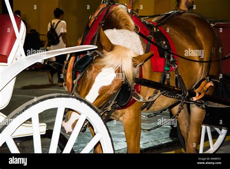 Horse Pulling A Car At The Mayor Square Plaza De Armas In Lima Peru