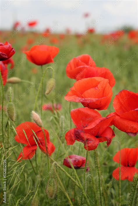 Red poppy flowers Stock Photo | Adobe Stock