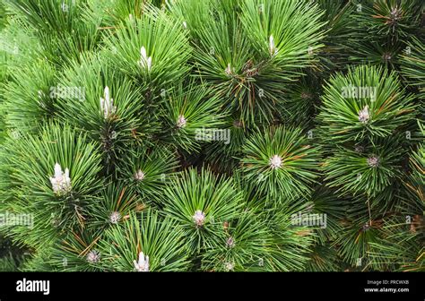 Green pine tree leaves close up. Fir tree leaves texture background ...