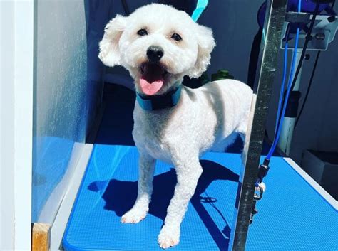 Bichon Frise Haircuts: Which Is Best For My Dog? - K9 Web