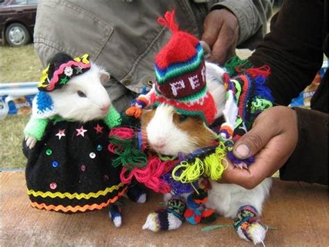 Festival Del Cuy En Huacho Guinea Pig Festival Guinea Pigs Peruvian