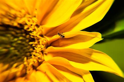 Sunflower Ant Insect Free Photo On Pixabay Pixabay