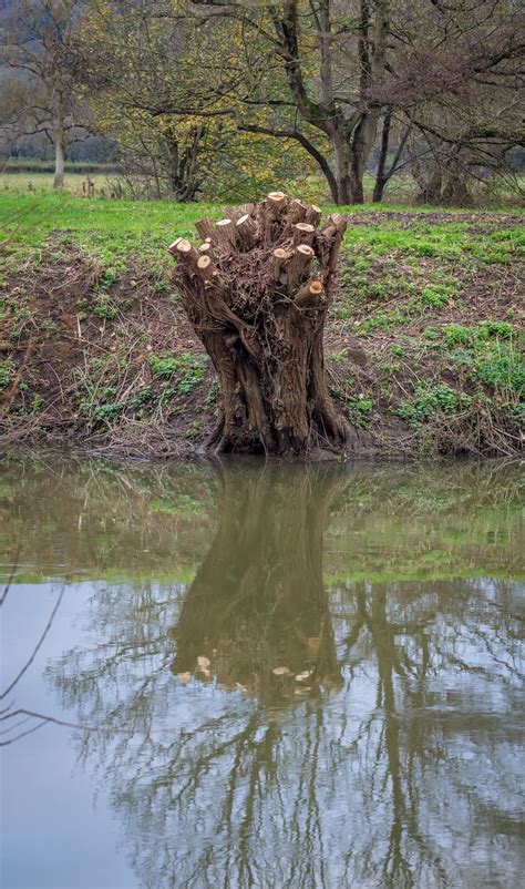 Fotos Gratis Rbol Agua Naturaleza Pantano Desierto Planta