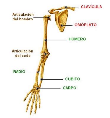 Proyecto Oseo Huesos Miembros Superiores