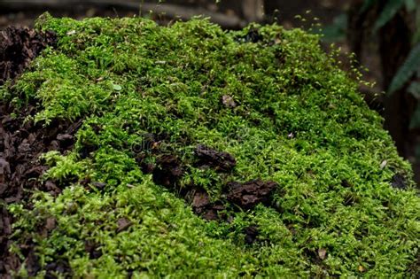 Moss Green Texture Over Dead Tree Stock Image Image Of Outdoor