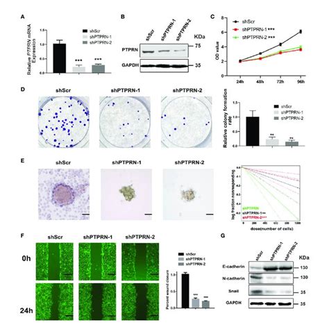 Ptprn Downregulation Reduced The Proliferation And Migration Of U