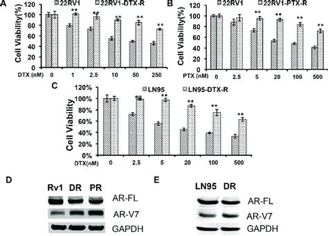 Upregulation Of Ar V7 In Taxane Resistant Prostate Cancer Cells A And