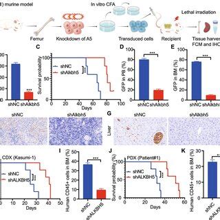 ALKBH5 Regulates ITPA Expression By Affecting Its MRNA Stability A The