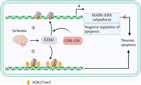 A Schematic Illustration Of The Possible Mechanism By Which Gsk