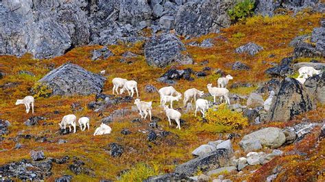 Animal View Of Gates Of The Arctic National Park Gates Of The Arctic