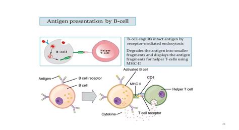 ANTIGEN PRESENTING CELL | PPT