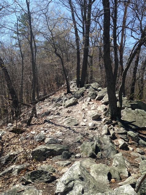 Free Images Tree Forest Rock Wilderness Walking Hiking Trail