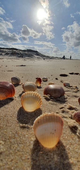 Shells Sand Beach Free Photo On Pixabay Pixabay