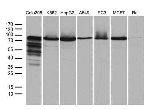 Sec B Monoclonal Antibody Oti B Truemab Origene L