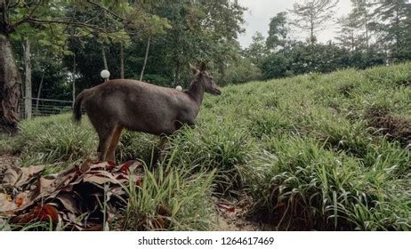 Sambar Deer Locally Known Payau Sabah Stock Photo 1264617469 | Shutterstock