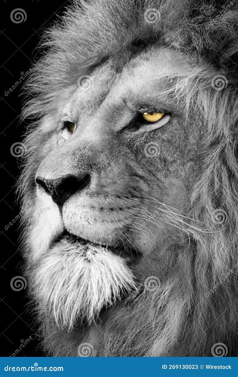 Vertical Grayscale Of A Gorgeous Lion Portrait Looking Seriously Stock Image Image Of