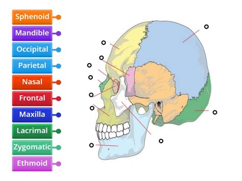 Rep S Ossos Del Crani T Eco Diagrama Con Etiquetas