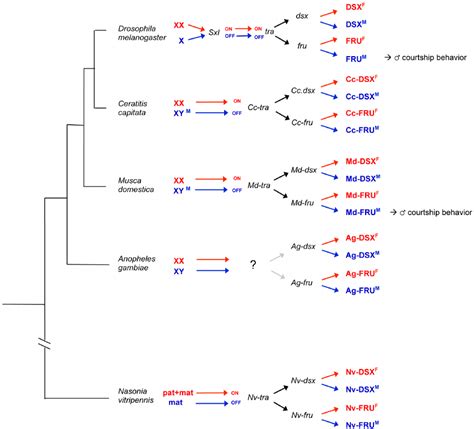 Bifurcation Of The Sex Determination Pathway A General Principle In