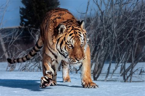 Big Cats Tigers Snow Hd Wallpaper Rare Gallery