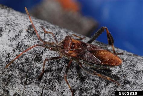 Western Conifer Seed Bug Leptoglossus Occidentalis