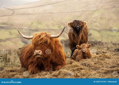 Hairy Scottish Highlander Highland Cattle Next To The Road Isle Of