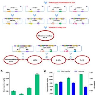 The Bgc Of Staurosporine And Its Biosynthetic Pathway A The Bgc Of