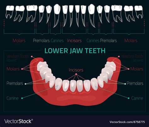 Teeth Infographic Royalty Free Vector Image VectorStock