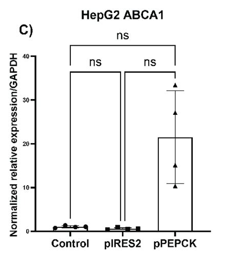 Differential Expression Of Mir 33 Target Messengers Abca1 And Abcg1 In