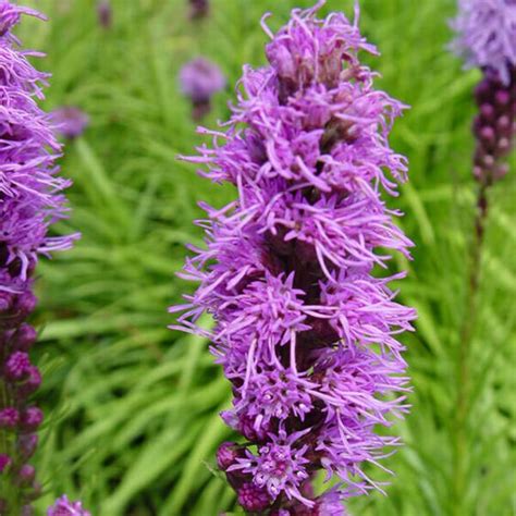 Shop Gayfeather Blazing Star Wildflower Mckay Nursery