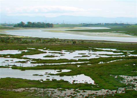 Elkhorn Slough Tidal Marsh Restoration Tpg Online Daily