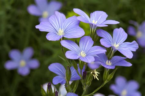 What Is Cold Milled Flax With Pictures