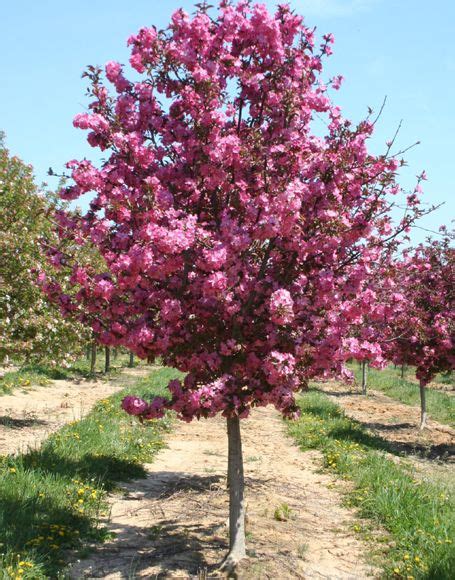 Crab Apple Tree For The Front Yard Trees And Shrubs Flowering Trees