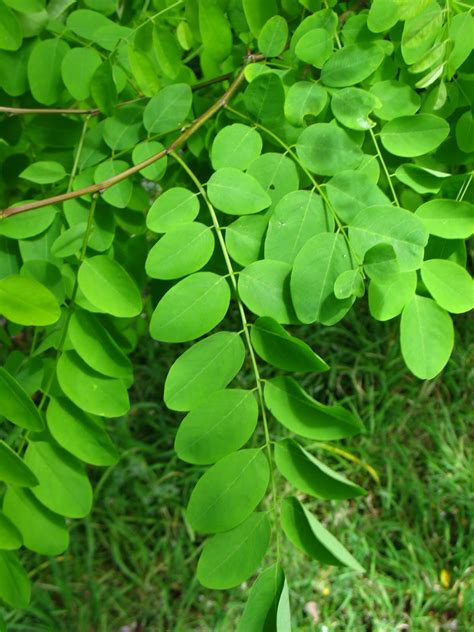 Tree Identification Robinia Pseudoacacia Black Locust