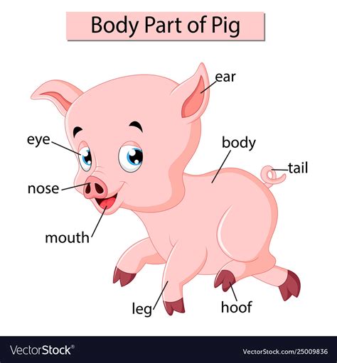 Pig Brain Anatomy Diagram