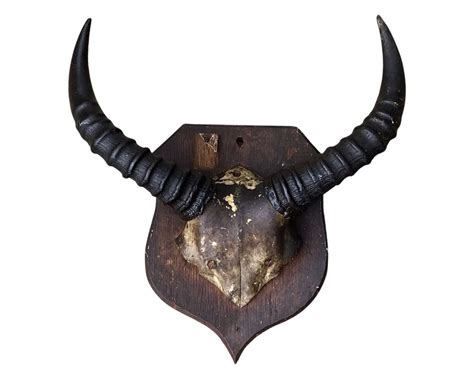 Antique Taxidermy Mounted Common Tsessebe Horns