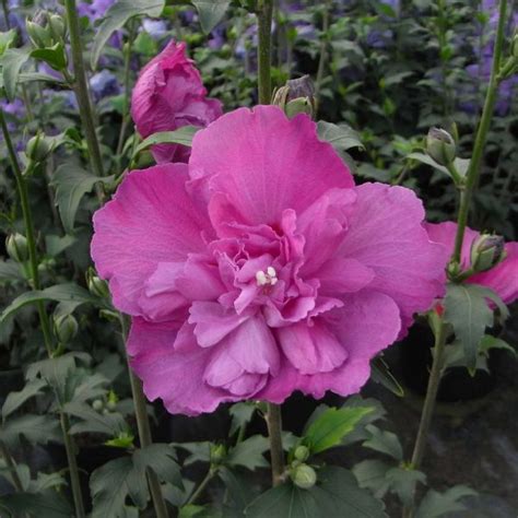 Hibiscus Duc De Brabant Hibiscus Syriacus Duc De Brabant Hibiskus