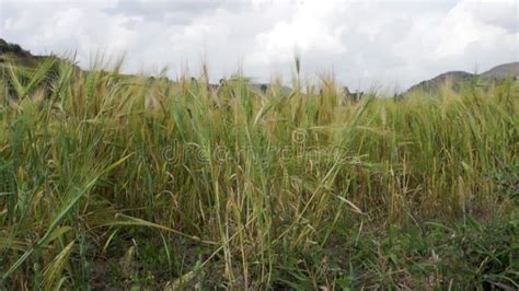 Barley Crop Ready for Harvesting in the Country Side of the Himalayan ...