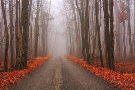 Autumn Roads Forests HD Wallpaper Rare Gallery